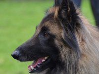 11 Leon vom Saargold
